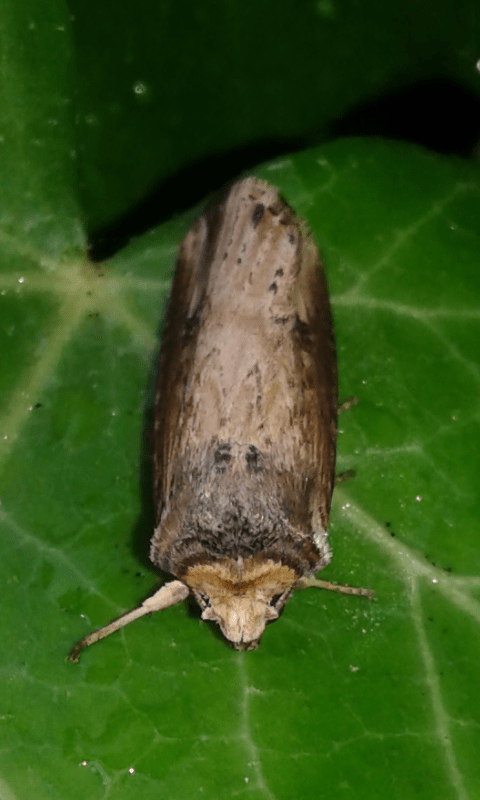 Noctuidae: Xylena (Xylena) exsoleta ?  No, Axylia putris